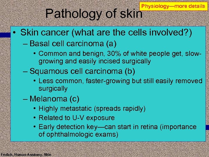 Physiology—more details Pathology of skin • Skin cancer (what are the cells involved? )