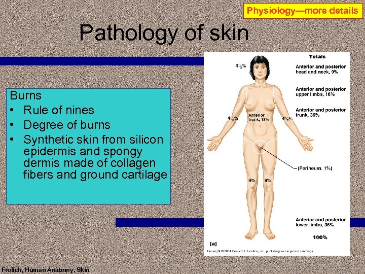 Physiology—more details Pathology of skin Burns • Rule of nines • Degree of burns