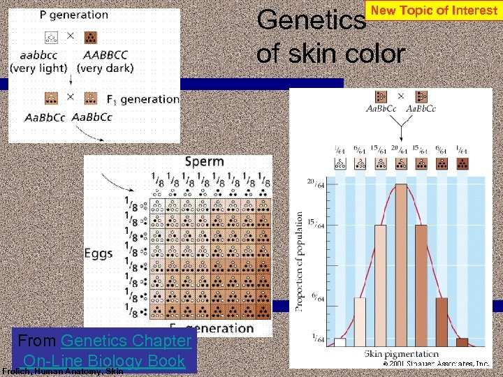 New Topic of Interest Genetics of skin color From Genetics Chapter On-Line Biology Book