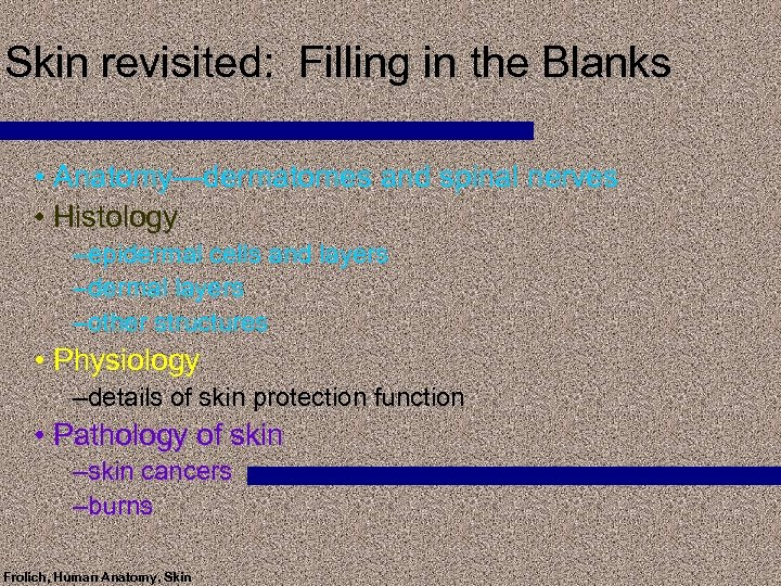 Skin revisited: Filling in the Blanks • Anatomy—dermatomes and spinal nerves • Histology –epidermal