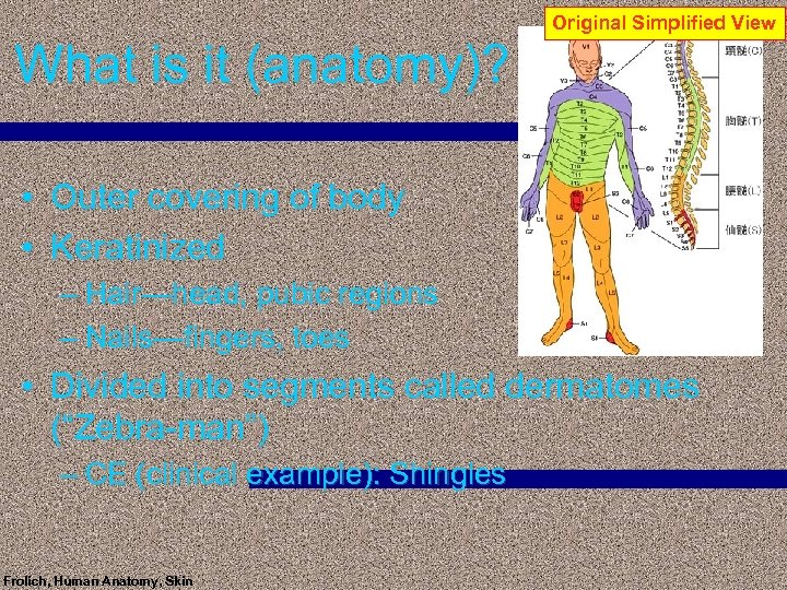 Original Simplified View What is it (anatomy)? • Outer covering of body • Keratinized