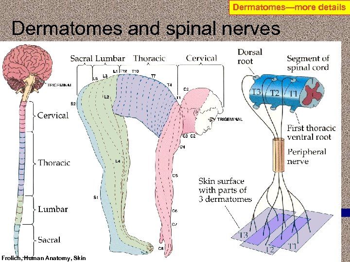 Dermatomes—more details Dermatomes and spinal nerves Frolich, Human Anatomy, Skin 