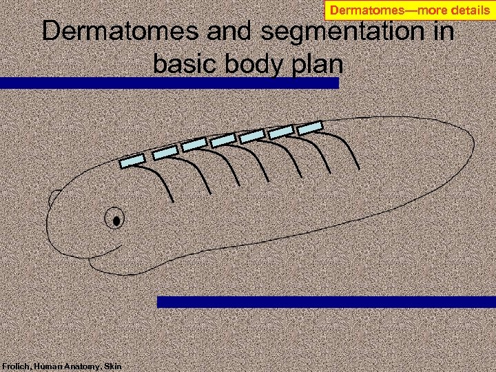 Dermatomes—more details Dermatomes and segmentation in basic body plan Frolich, Human Anatomy, Skin 