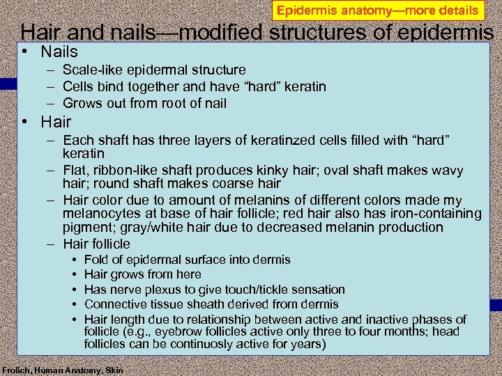 Epidermis anatomy—more details Hair and nails—modified structures of epidermis • Nails – Scale-like epidermal