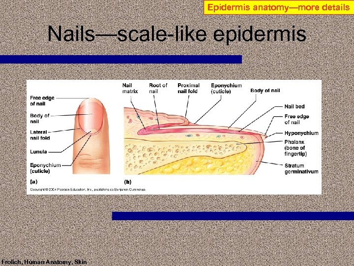 Epidermis anatomy—more details Nails—scale-like epidermis Frolich, Human Anatomy, Skin 