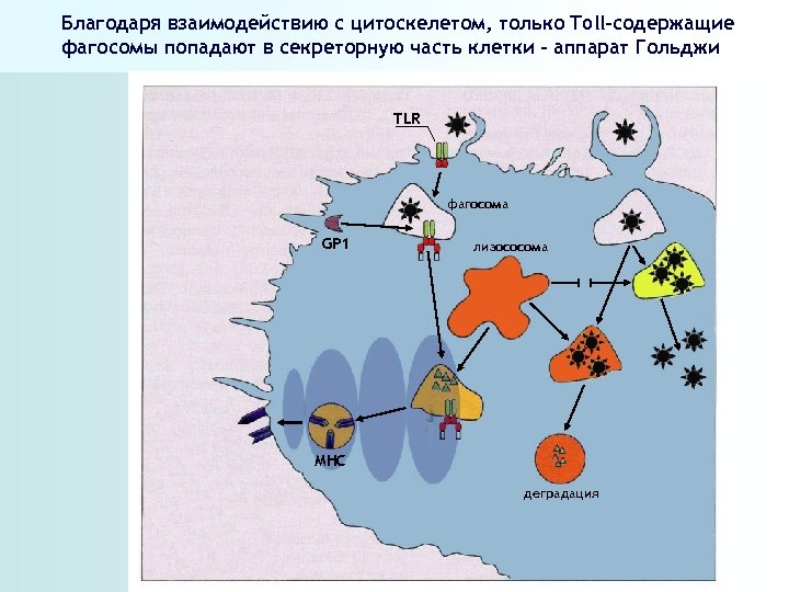 Благодаря взаимодействию с цитоскелетом, только Toll-содержащие фагосомы попадают в секреторную часть клетки – аппарат