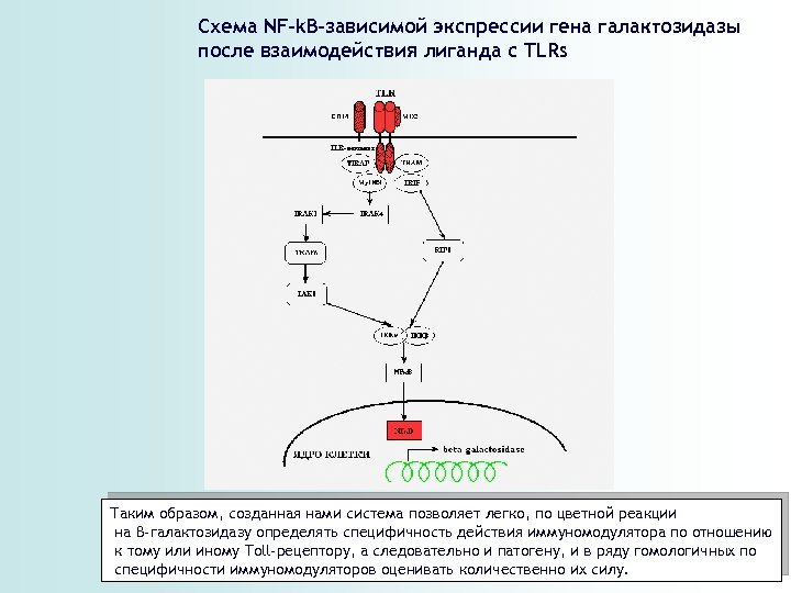Cхема NF-k. B-зависимой экспрессии гена галактозидазы после взаимодействия лиганда с TLRs Таким образом, созданная
