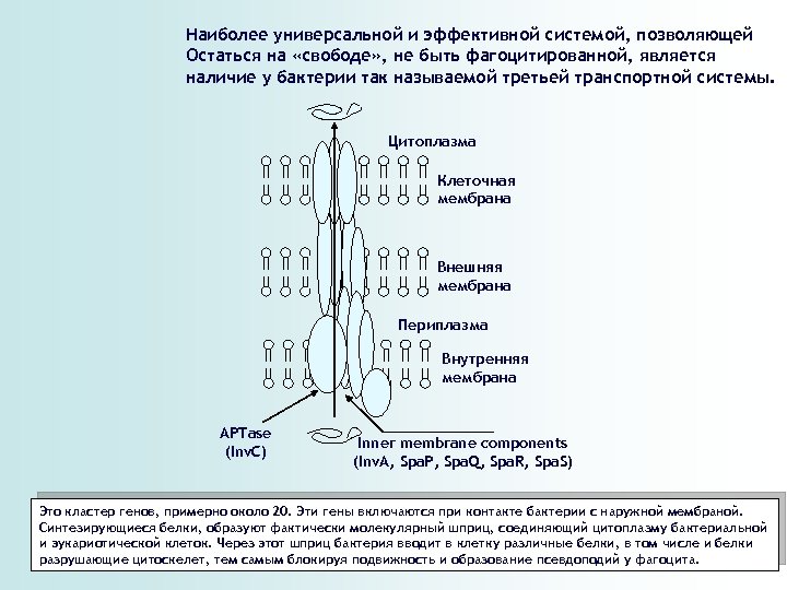 Наиболее универсальной и эффективной системой, позволяющей Остаться на «свободе» , не быть фагоцитированной, является