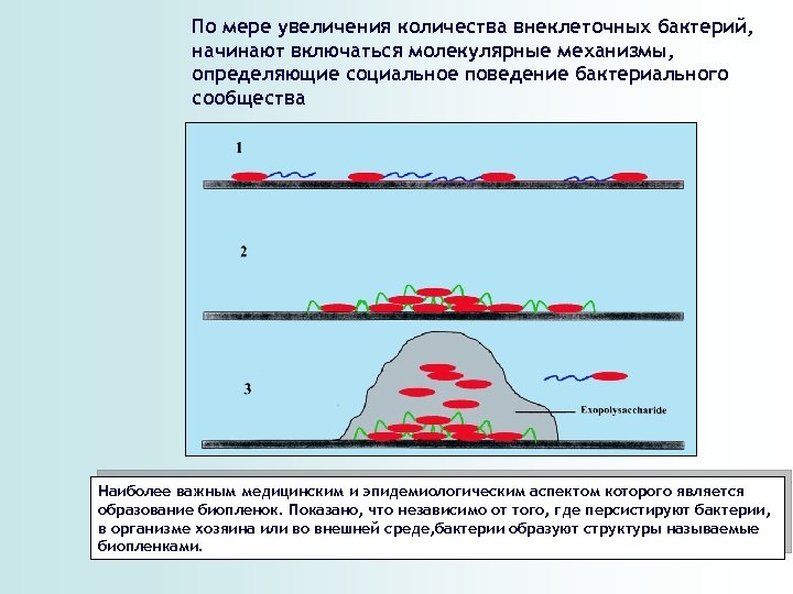 По мере увеличения количества внеклеточных бактерий, начинают включаться молекулярные механизмы, определяющие социальное поведение бактериального