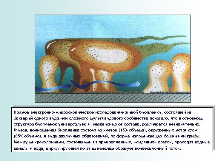 Прямое электронно-микроскопическое исследование живой биопленки, состоящей из бактерий одного вида или сложного мультивидового сообщества
