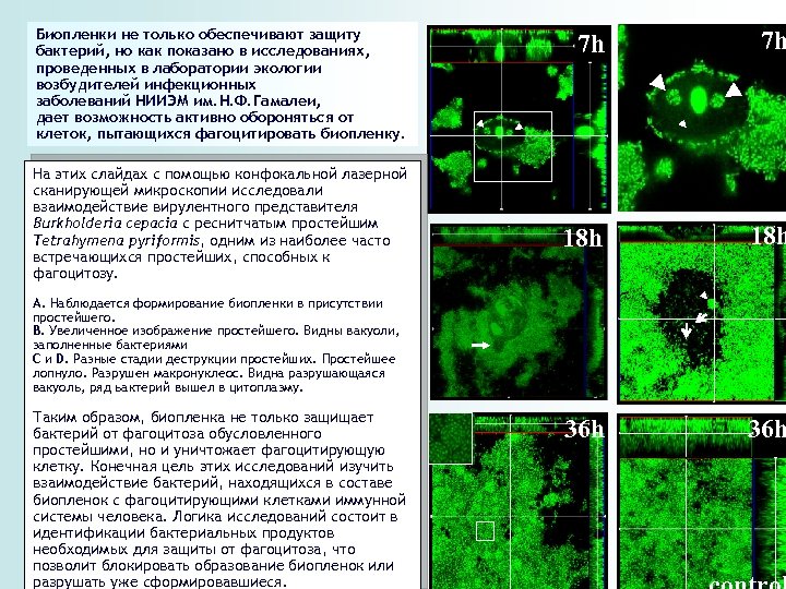 Биопленки не только обеспечивают защиту бактерий, но как показано в исследованиях, проведенных в лаборатории