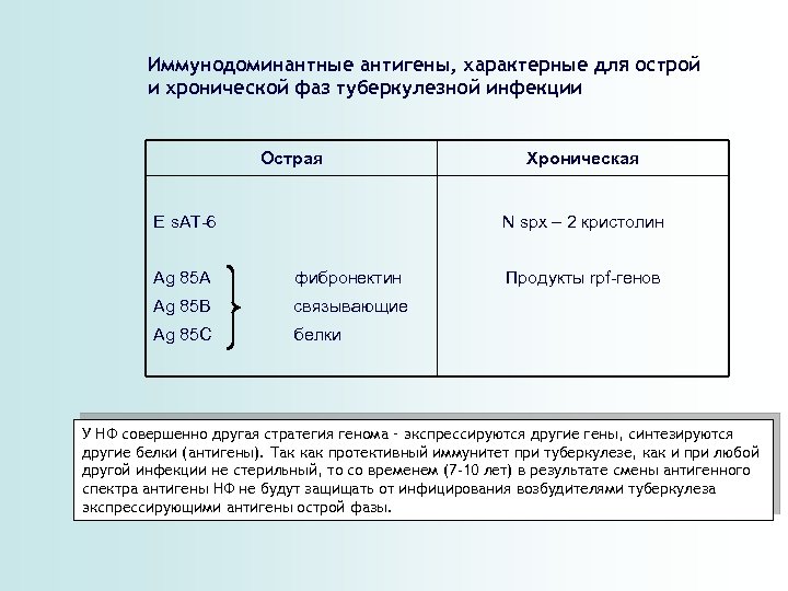 Иммунодоминантные антигены, характерные для острой и хронической фаз туберкулезной инфекции Острая E s. AT-6