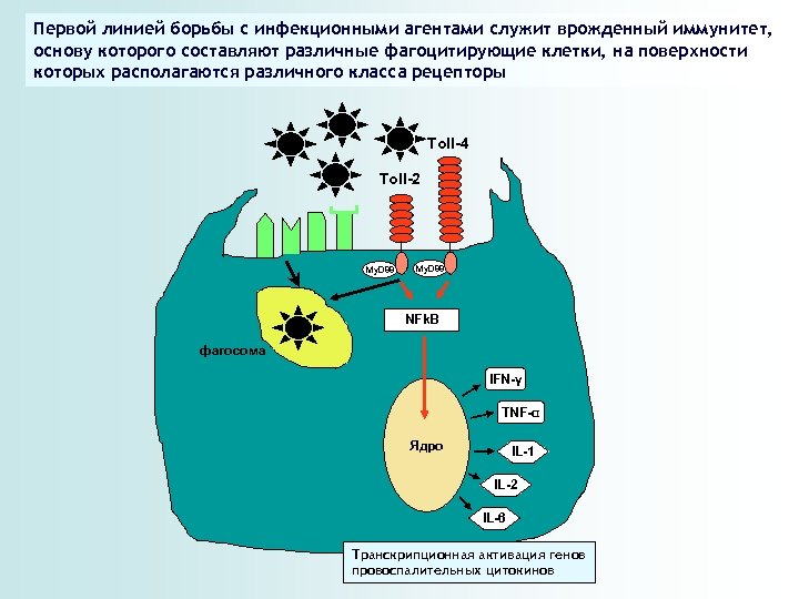 Первой линией борьбы с инфекционными агентами служит врожденный иммунитет, основу которого составляют различные фагоцитирующие