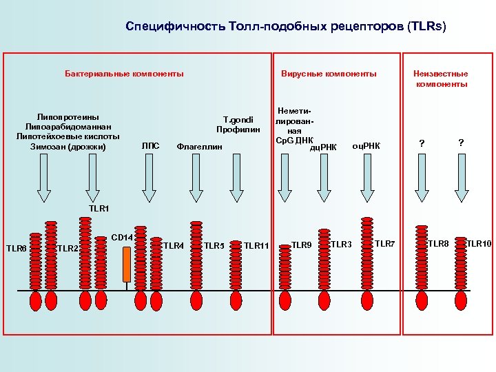 Специфичность Толл-подобных рецепторов (TLRs) Бактериальные компоненты Липопротеины Липоарабидоманнан Липотейхоевые кислоты Зимозан (дрожжи) Вирусные компоненты