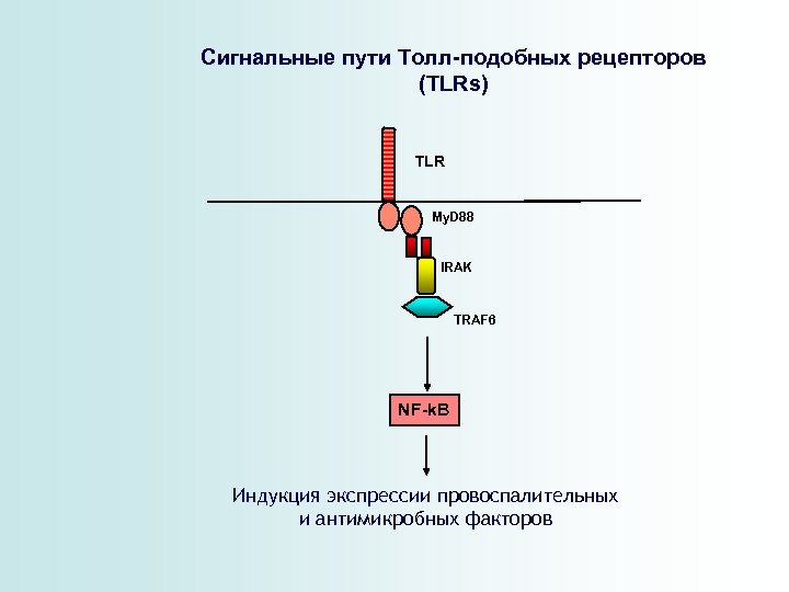 Сигнальные пути Толл-подобных рецепторов (TLRs) TLR My. D 88 IRAK TRAF 6 NF-k. B
