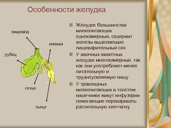 Особенности желудка пищевод книжка рубец сетка сычуг Желудок большинства млекопитающих однокамерный, содержит железы выделяющие