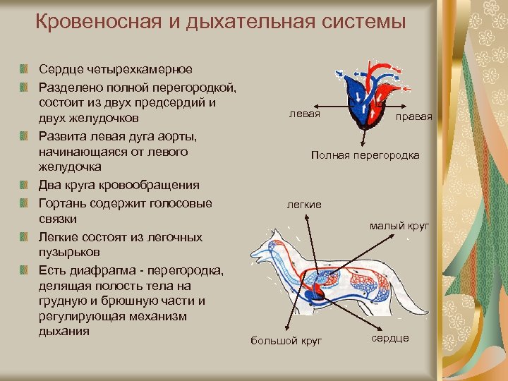 Особенности кровообращения млекопитающих