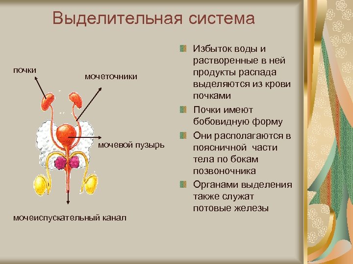Выделительная система почки мочеточники мочевой пузырь мочеиспускательный канал Избыток воды и растворенные в ней