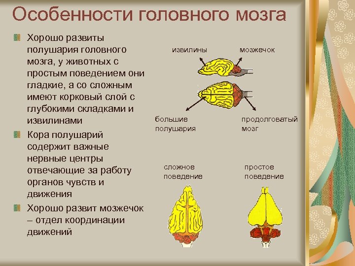 Особенности головного мозга Хорошо развиты полушария головного мозга, у животных с простым поведением они