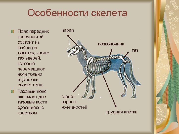 Особенности скелета Пояс передних конечностей состоит из ключиц и лопаток, кроме тех зверей, которые