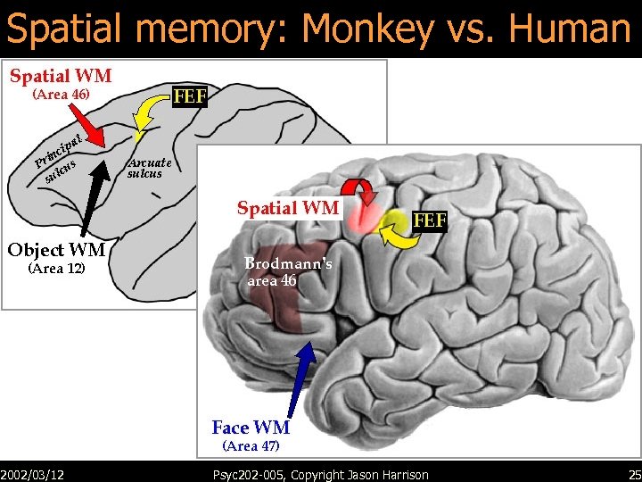 Spatial memory: Monkey vs. Human 2002/03/12 Psyc 202 -005, Copyright Jason Harrison 25 