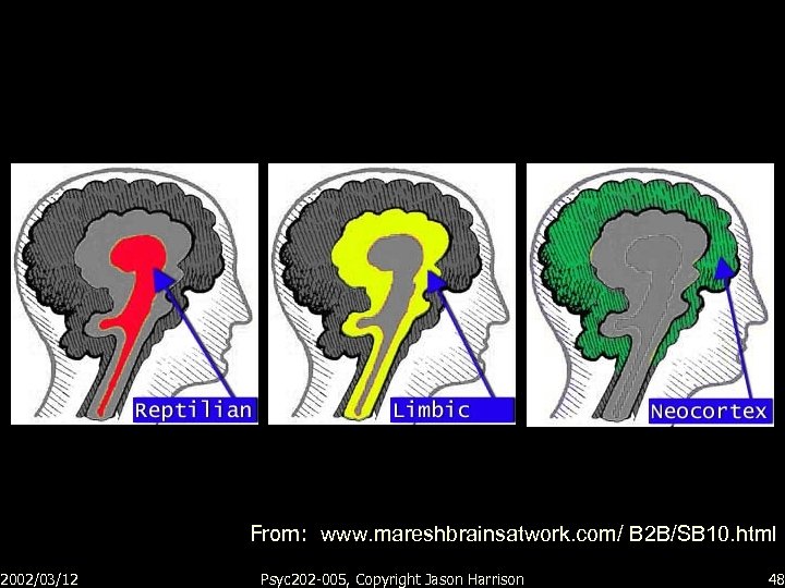 2002/03/12 From: www. mareshbrainsatwork. com/ B 2 B/SB 10. html Psyc 202 -005, Copyright