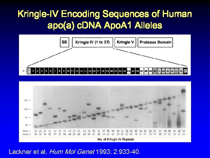 Kringle-IV Encoding Sequences of Human apo(a) c. DNA Apo. A 1 Alleles Lackner et