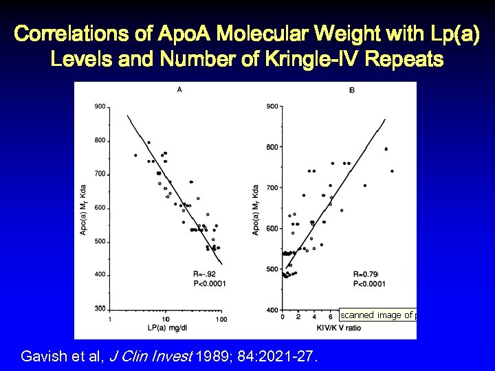 Correlations of Apo. A Molecular Weight with Lp(a) Levels and Number of Kringle-IV Repeats