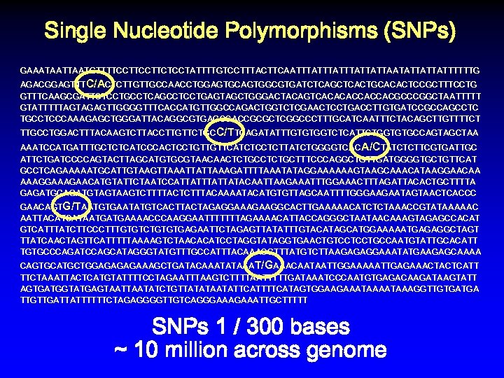 Single Nucleotide Polymorphisms (SNPs) GAAATAATGTTTTCCTTCTCCTATTTTGTCCTTTACTTCAATTTATTTATTATTAATATTATTATTTTTTG AGACGGAGTTTC/ACTCTTGTTGCCAACCTGGAGTGCAGTGGCGTGATCTCAGCTCACTGCACACTCCGCTTTCCTG GTTTCAAGCGATTCTCCTGCCTCAGCCTCCTGAGTAGCTGGGACTACAGTCACACACCACCACGCCCGGCTAATTTTT GTATTTTTAGTAGAGTTGGGGTTTCACCATGTTGGCCAGACTGGTCTCGAACTCCTGACCTTGTGATCCGCCAGCCTC TGCCTCCCAAAGAGCTGGGATTACAGGCGTGAGCCACCGCGCTCGGCCCTTTGCATCAATTTCTACAGCTTGTTTTCT TTGCCTGGACTTTACAAGTCTTACCTTGTTCTGC C/TTCAGATATTTGTGTGGTCTCATTCTGGTGTGCCAGTAGCTAA AAATCCATGATTTGCTCTCATCCCACTCCTGTTGTTCATCTCCTCTTATCTGGGGTCAC A/CTATCTCTTCGTGATTGC ATTCTGATCCCCAGTACTTAGCATGTGCGTAACAACTCTGCTTTCCCAGGCTGTTGATGGGGTGCTGTTCAT