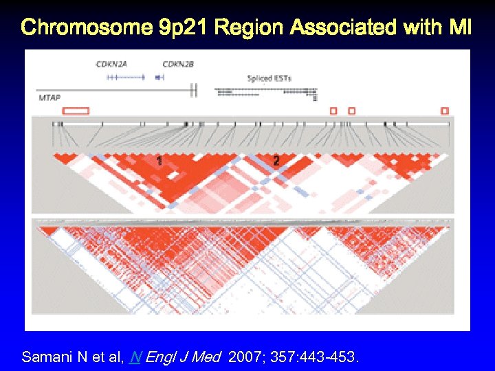 Chromosome 9 p 21 Region Associated with MI Samani N et al, N Engl