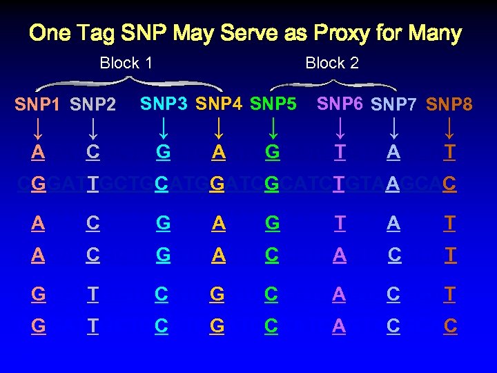 One Tag SNP May Serve as Proxy for Many Block 1 SNP 2 ↓