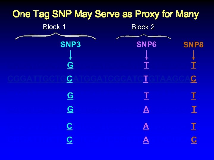 One Tag SNP May Serve as Proxy for Many Block 1 Block 2 SNP
