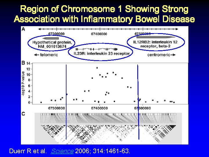 Region of Chromosome 1 Showing Strong Association with Inflammatory Bowel Disease Duerr R et