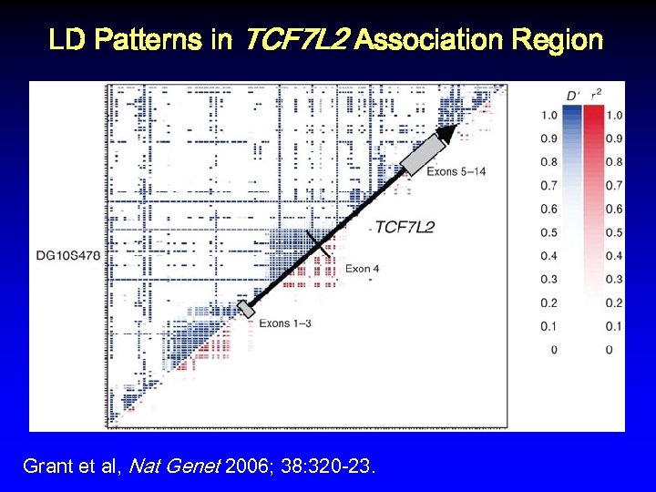 LD Patterns in TCF 7 L 2 Association Region Grant et al, Nat Genet