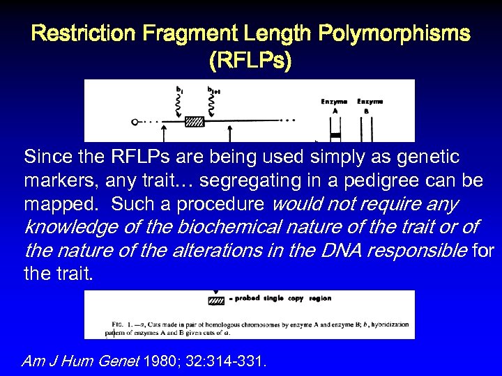 Restriction Fragment Length Polymorphisms (RFLPs) Since the RFLPs are being used simply as genetic