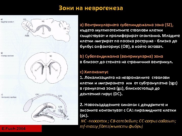 Зони на неврогенеза a) Вентрикуларната субепиндемална зона (SZ), където мултипотентните стволови клетки съществуват и