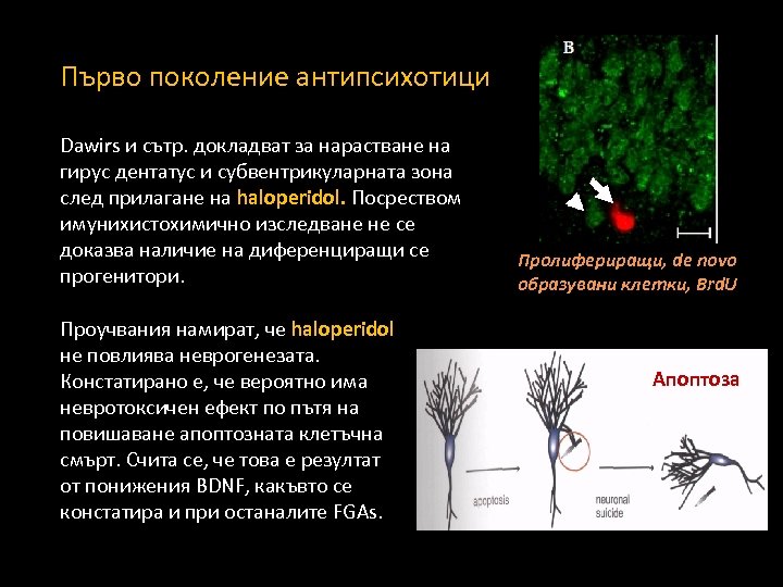 Първо поколение антипсихотици Dawirs и сътр. докладват за нарастване на гирус дентатус и субвентрикуларната