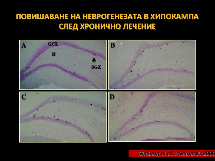 ПОВИШАВАНЕ НА НЕВРОГЕНЕЗАТА В ХИПОКАМПА СЛЕД ХРОНИЧНО ЛЕЧЕНИЕ Malberg et al. J. Neurosci. 2000