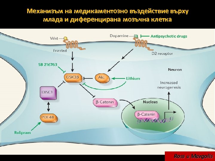 Механизъм на медикаментозно въздействие върху млада и диференцирана мозъчна клетка Ross и Margolis 