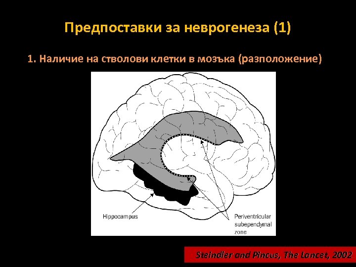 Предпоставки за неврогенеза (1) 1. Наличие на стволови клетки в мозъка (разположение) Steindler and