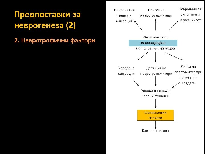 Предпоставки за неврогенеза (2) 2. Невротрофични фактори 