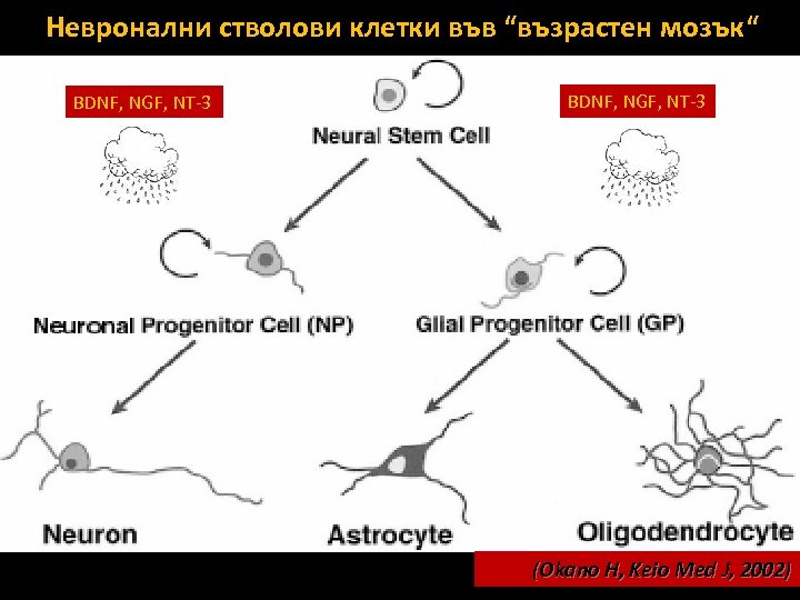 Невронални стволови клетки във “възрастен мозък“ BDNF, NGF, NT-3 (Okano H, Keio Med J,
