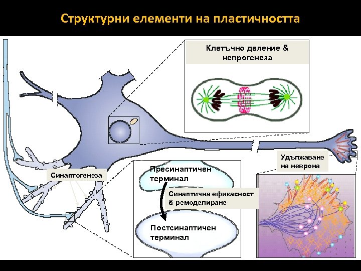 Структурни елементи на пластичността Клетъчно деление & неврогенеза Синаптогенеза Пресинаптичен терминал Синаптична ефикасност &