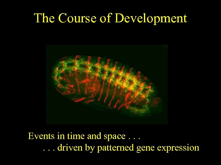 The Course of Development Events in time and space. . . driven by patterned