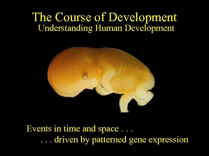 The Course of Development Understanding Human Development Events in time and space. . .