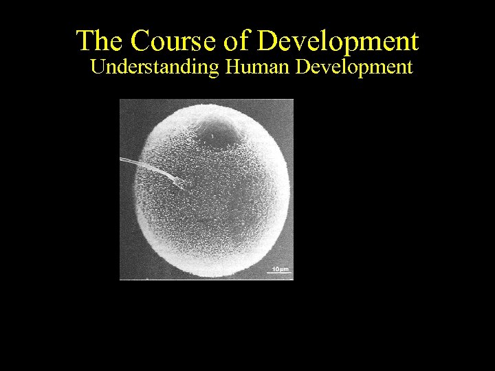 The Course of Development Understanding Human Development 