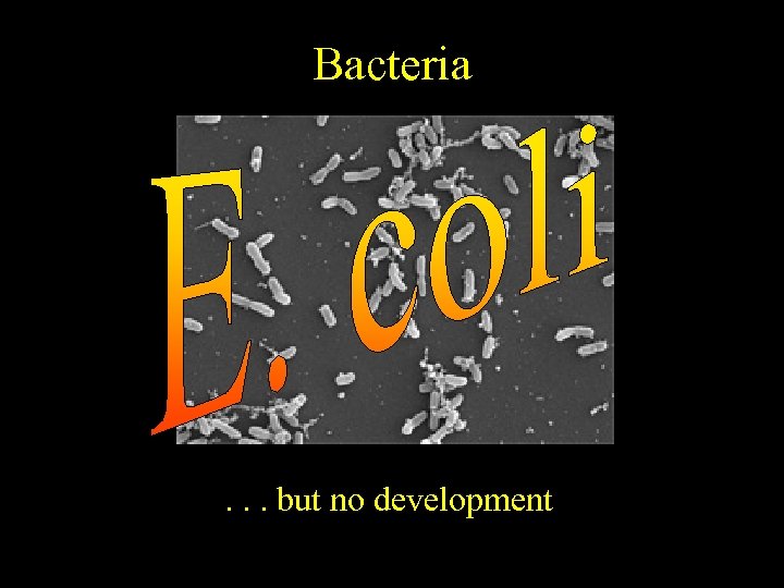 Bacteria . . . but no development 