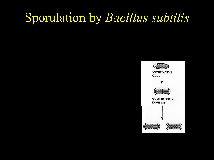 Bacillus subtilis Sporulation by Bacillus subtilis Temporally regulated differentiation 