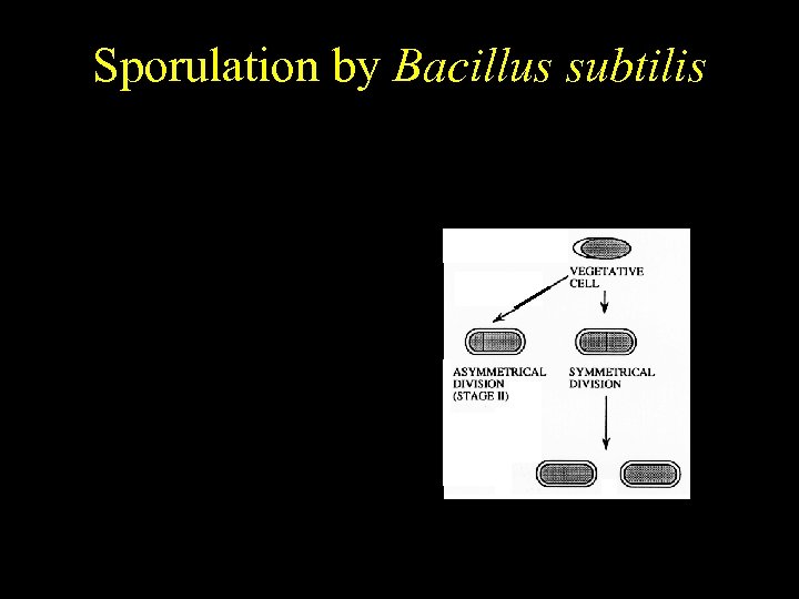 Bacillus subtilis Sporulation by Bacillus subtilis Temporally regulated differentiation 