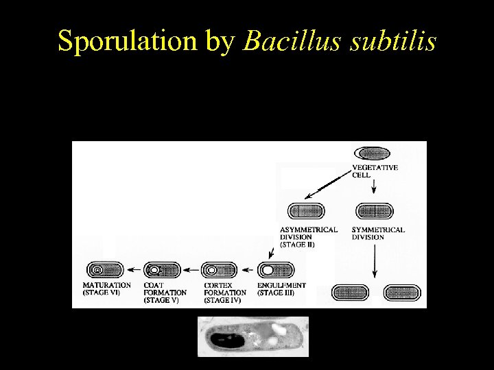 Bacillus subtilis Sporulation by Bacillus subtilis Temporally regulated differentiation 